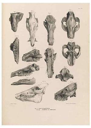 Image du vendeur pour Reproduccin/Reproduction 49227309588: Fauna antiqua sivalensis, being the fossil zoology of the Sewalik Hills, in the north of India. London :Smith, Elder and Co.,1846. mis en vente par EL BOLETIN