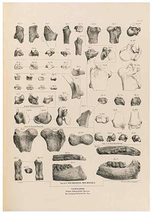 Seller image for Reproduccin/Reproduction 49227783251: Fauna antiqua sivalensis, being the fossil zoology of the Sewalik Hills, in the north of India. London :Smith, Elder and Co.,1846. for sale by EL BOLETIN