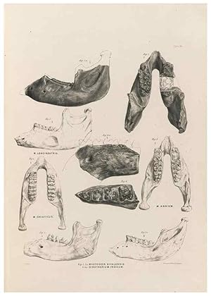 Image du vendeur pour Reproduccin/Reproduction 49227975267: Fauna antiqua sivalensis, being the fossil zoology of the Sewalik Hills, in the north of India. London :Smith, Elder and Co.,1846. mis en vente par EL BOLETIN