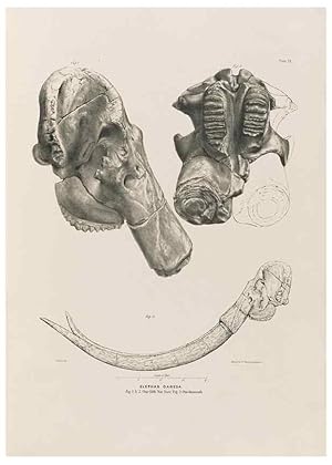 Image du vendeur pour Reproduccin/Reproduction 49227266478: Fauna antiqua sivalensis, being the fossil zoology of the Sewalik Hills, in the north of India. London :Smith, Elder and Co.,1846. mis en vente par EL BOLETIN