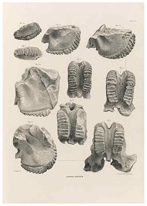 Seller image for Reproduccin/Reproduction 49227740851: Fauna antiqua sivalensis, being the fossil zoology of the Sewalik Hills, in the north of India. London :Smith, Elder and Co.,1846. for sale by EL BOLETIN