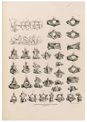 Image du vendeur pour Reproduccin/Reproduction 49227306803: Fauna antiqua sivalensis, being the fossil zoology of the Sewalik Hills, in the north of India. London :Smith, Elder and Co.,1846. mis en vente par EL BOLETIN