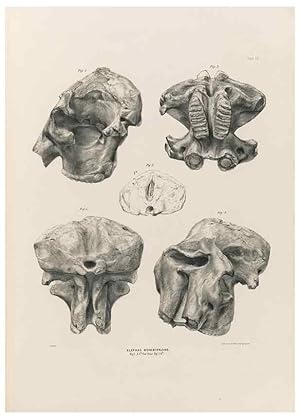 Image du vendeur pour Reproduccin/Reproduction 49227971167: Fauna antiqua sivalensis, being the fossil zoology of the Sewalik Hills, in the north of India. London :Smith, Elder and Co.,1846. mis en vente par EL BOLETIN