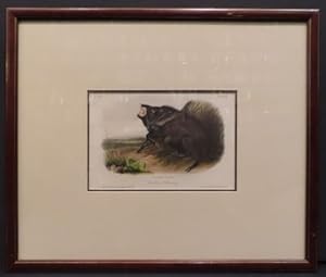 Collared Peccary (Plate 31)