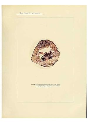 Immagine del venditore per Reproduccin/Reproduction 49264199697: A research on the pines of Australia,. Sydney,W. A. Gullick, government printer,1910. venduto da EL BOLETIN