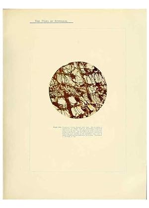 Immagine del venditore per Reproduccin/Reproduction 49264005526: A research on the pines of Australia,. Sydney,W. A. Gullick, government printer,1910. venduto da EL BOLETIN