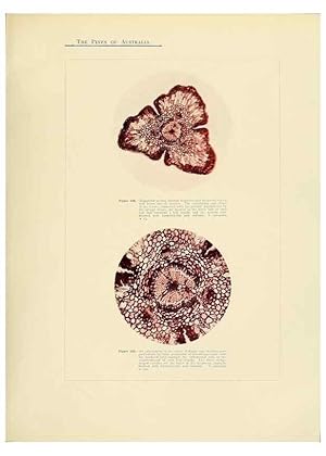 Immagine del venditore per Reproduccin/Reproduction 49263539488: A research on the pines of Australia,. Sydney,W. A. Gullick, government printer,1910. venduto da EL BOLETIN