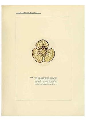 Immagine del venditore per Reproduccin/Reproduction 49263537443: A research on the pines of Australia,. Sydney,W. A. Gullick, government printer,1910. venduto da EL BOLETIN