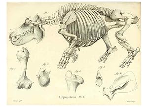 Immagine del venditore per Reproduccin/Reproduction 49064595543: Recherches sur les ossemens fossiles de quadrupdes. Paris :Deterville,1812. venduto da EL BOLETIN