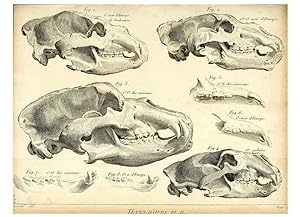 Seller image for Reproduccin/Reproduction 49065483981: Recherches sur les ossemens fossiles de quadrupdes. Paris :Deterville,1812. for sale by EL BOLETIN