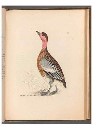 Bild des Verkufers fr Reproduccin/Reproduction 49055510151: The birds of Great Britain,. 1795-1801. zum Verkauf von EL BOLETIN