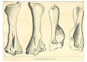 Immagine del venditore per Reproduccin/Reproduction 49064606053: Recherches sur les ossemens fossiles de quadrupdes. Paris :Deterville,1812. venduto da EL BOLETIN