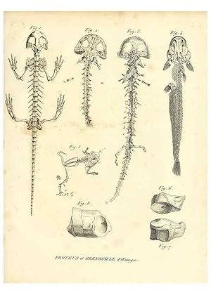 Imagen del vendedor de Reproduccin/Reproduction 49064979363: Recherches sur les ossemens fossiles de quadrupdes. Paris :Deterville,1812. a la venta por EL BOLETIN