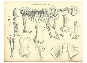 Imagen del vendedor de Reproduccin/Reproduction 49065703772: Recherches sur les ossemens fossiles de quadrupdes. Paris :Deterville,1812. a la venta por EL BOLETIN