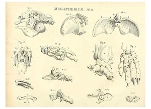 Immagine del venditore per Reproduccin/Reproduction 49065490621: Recherches sur les ossemens fossiles de quadrupdes. Paris :Deterville,1812. venduto da EL BOLETIN