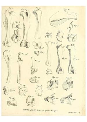 Imagen del vendedor de Reproduccin/Reproduction 49065114201: Recherches sur les ossemens fossiles de quadrupdes. Paris :Deterville,1812. a la venta por EL BOLETIN