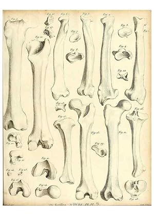 Immagine del venditore per Reproduccin/Reproduction 49064970908: Recherches sur les ossemens fossiles de quadrupdes. Paris :Deterville,1812. venduto da EL BOLETIN