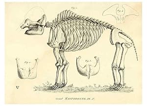 Imagen del vendedor de Reproduccin/Reproduction 49065332587: Recherches sur les ossemens fossiles de quadrupdes. Paris :Deterville,1812. a la venta por EL BOLETIN