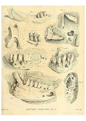 Seller image for Reproduccin/Reproduction 49065482961: Recherches sur les ossemens fossiles de quadrupdes. Paris :Deterville,1812. for sale by EL BOLETIN