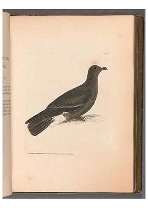 Seller image for Reproduccin/Reproduction 49054922398: The birds of Great Britain,. 1795-1801. for sale by EL BOLETIN