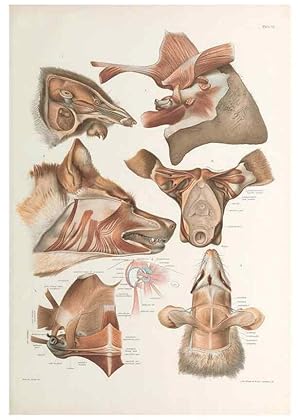 Seller image for Reproduccin/Reproduction 49092169412: The elephants head :. [Copenhagen :s.n.] ;1908-1925. for sale by EL BOLETIN