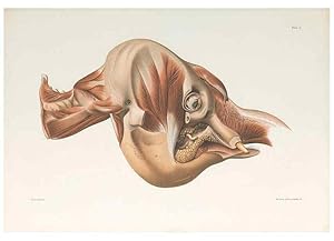 Seller image for Reproduccin/Reproduction 49091448833: The elephants head :. [Copenhagen :s.n.] ;1908-1925. for sale by EL BOLETIN