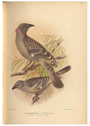 Seller image for Reproduccin/Reproduction 48743882176: The Birds of Australia. London :Witherby & Co.,1910-1927. for sale by EL BOLETIN