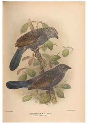 Seller image for Reproduccin/Reproduction 48743552633: The Birds of Australia. London :Witherby & Co.,1910-1927. for sale by EL BOLETIN