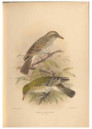 Seller image for Reproduccin/Reproduction 48743878031: The Birds of Australia. London :Witherby & Co.,1910-1927. for sale by EL BOLETIN