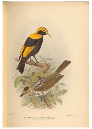 Image du vendeur pour Reproduccin/Reproduction 48743547878: The Birds of Australia. London :Witherby & Co.,1910-1927. mis en vente par EL BOLETIN