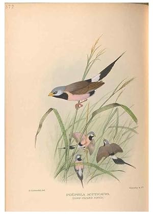 Seller image for Reproduccin/Reproduction 48743875896: The Birds of Australia. London :Witherby & Co.,1910-1927. for sale by EL BOLETIN