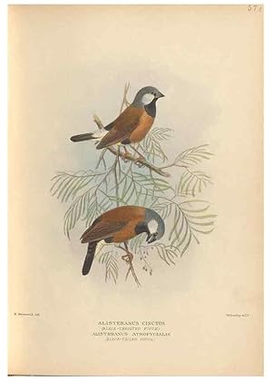 Image du vendeur pour Reproduccin/Reproduction 48743876626: The Birds of Australia. London :Witherby & Co.,1910-1927. mis en vente par EL BOLETIN