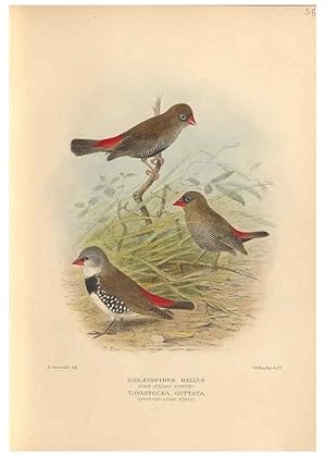 Seller image for Reproduccin/Reproduction 48744046497: The Birds of Australia. London :Witherby & Co.,1910-1927. for sale by EL BOLETIN