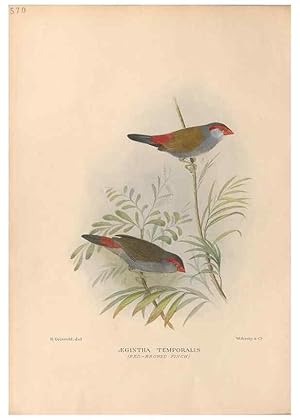 Bild des Verkufers fr Reproduccin/Reproduction 48743540038: The Birds of Australia. London :Witherby & Co.,1910-1927. zum Verkauf von EL BOLETIN
