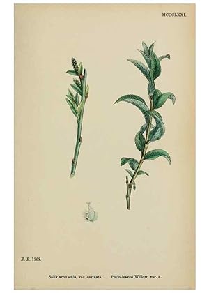 Imagen del vendedor de Reproduccin/Reproduction 48754157577: English botany, or, Coloured figures of British plants /. London :R. Hardwicke,1863-1886. a la venta por EL BOLETIN