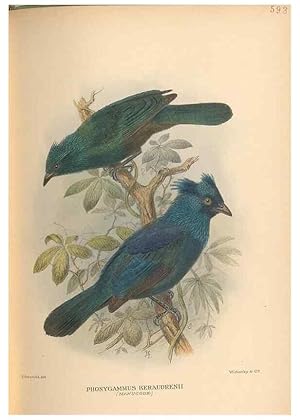 Seller image for Reproduccin/Reproduction 48743884616: The Birds of Australia. London :Witherby & Co.,1910-1927. for sale by EL BOLETIN