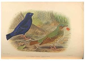 Bild des Verkufers fr Reproduccin/Reproduction 48743879326: The Birds of Australia. London :Witherby & Co.,1910-1927. zum Verkauf von EL BOLETIN