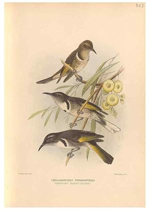 Bild des Verkufers fr Reproduccin/Reproduction 48744040042: The Birds of Australia. London :Witherby & Co.,1910-1927. zum Verkauf von EL BOLETIN