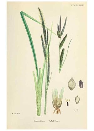 Imagen del vendedor de Reproduccin/Reproduction 48750511066: English botany, or, Coloured figures of British plants /. London :R. Hardwicke,1863-1886. a la venta por EL BOLETIN