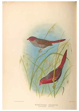 Bild des Verkufers fr Reproduccin/Reproduction 48744052567: The Birds of Australia. London :Witherby & Co.,1910-1927. zum Verkauf von EL BOLETIN