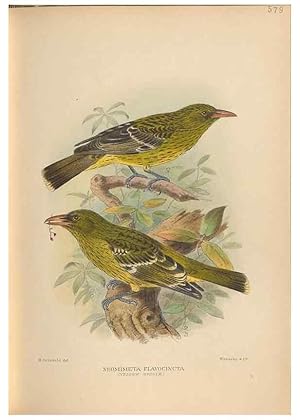 Seller image for Reproduccin/Reproduction 48743878306: The Birds of Australia. London :Witherby & Co.,1910-1927. for sale by EL BOLETIN