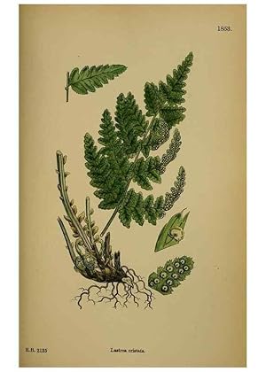 Bild des Verkufers fr Reproduccin/Reproduction 48750310656: English botany, or, Coloured figures of British plants /. London :R. Hardwicke,1863-1886. zum Verkauf von EL BOLETIN