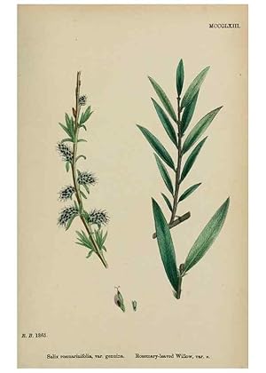 Imagen del vendedor de Reproduccin/Reproduction 48753641063: English botany, or, Coloured figures of British plants /. London :R. Hardwicke,1863-1886. a la venta por EL BOLETIN