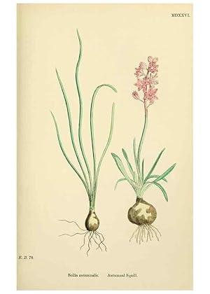 Bild des Verkufers fr Reproduccin/Reproduction 48754066967: English botany, or, Coloured figures of British plants /. London :R. Hardwicke,1863-1886. zum Verkauf von EL BOLETIN