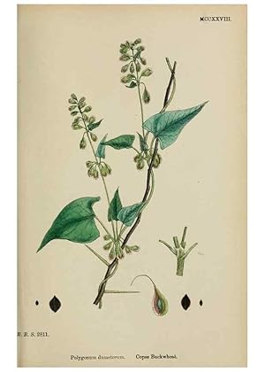 Imagen del vendedor de Reproduccin/Reproduction 48754104342: English botany, or, Coloured figures of British plants /. London :R. Hardwicke,1863-1886. a la venta por EL BOLETIN