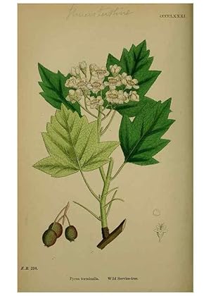 Imagen del vendedor de Reproduccin/Reproduction 48716957453: English botany, or, Coloured figures of British plants /. London :R. Hardwicke,1863-1886. a la venta por EL BOLETIN