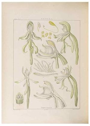 Seller image for Reproduccin/Reproduction 48706373532: Illustrations of Orchidaceous Plants [from sketches prepared between 1792 and 1832] /. London :James Ridgeway and Sons,1830 - 38. for sale by EL BOLETIN