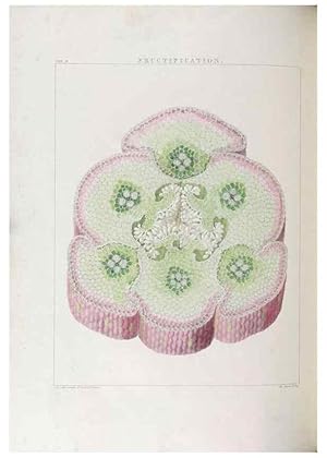 Seller image for Reproduccin/Reproduction 48706200031: Illustrations of Orchidaceous Plants [from sketches prepared between 1792 and 1832] /. London :James Ridgeway and Sons,1830 - 38. for sale by EL BOLETIN