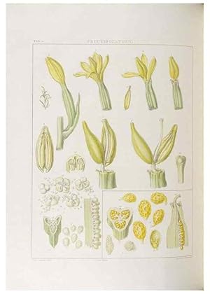 Seller image for Reproduccin/Reproduction 48706369592: Illustrations of Orchidaceous Plants [from sketches prepared between 1792 and 1832] /. London :James Ridgeway and Sons,1830 - 38. for sale by EL BOLETIN