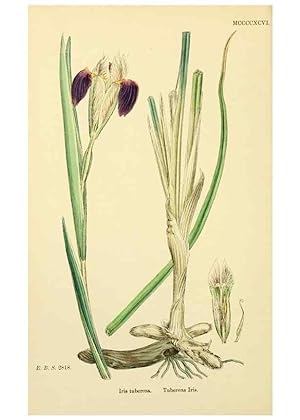 Bild des Verkufers fr Reproduccin/Reproduction 48754055642: English botany, or, Coloured figures of British plants /. London :R. Hardwicke,1863-1886. zum Verkauf von EL BOLETIN